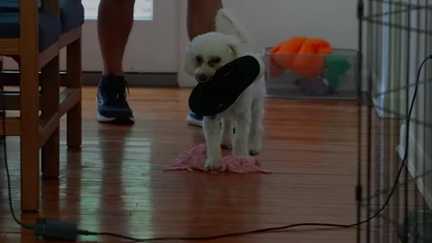 Funny Dog Stock Footage 250082350