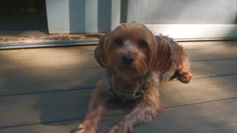 Funny Dog Stock Footage 250082925