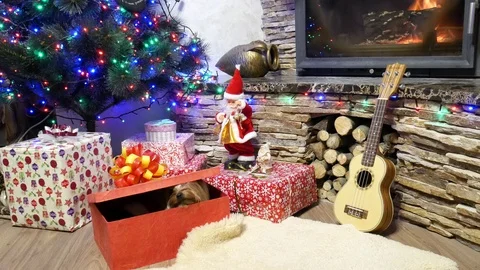 Funny dog in gift box. Stock Footage 99490543