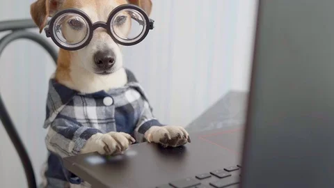 Funny dog in glasses looking to the camera. Vídeo Stock 127044834