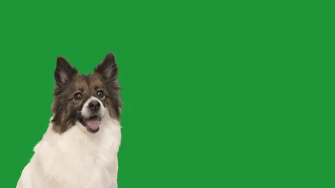 Funny dog on green screen Stock Footage 147194041