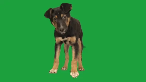 Funny dog on green screen lying, sitting 库存影片 256987329