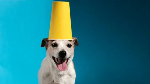 Funny dog in hat made of paper cup in studio Stock Footage 154289565