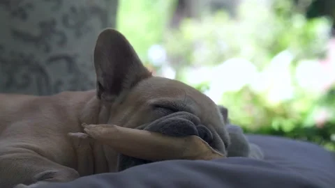 Funny dog holding rawhide while sleeping on mat. Stockbeeldmateriaal 161072347
