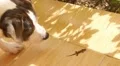 Funny Dog Hunting on Little Gecko Outdoors. HD Footage