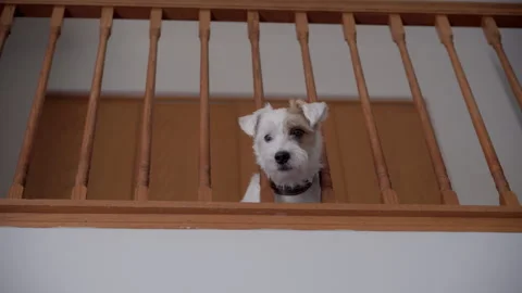 Funny dog jack Russel is looking curiously from second floor through wooden Stock-Footage 310156142