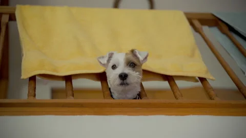 Funny dog jack Russel is looking curiously from the second floor through the 스톡 동영상 314032612