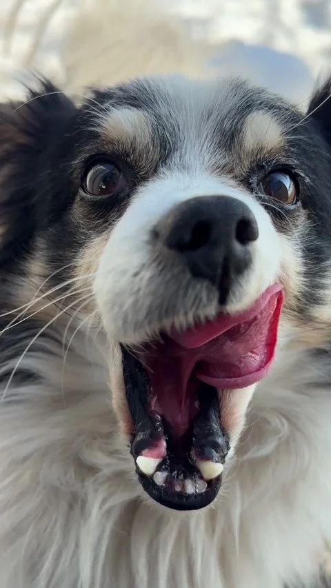 A funny dog ​​licks its lips and looks attentively Video stock 329775940
