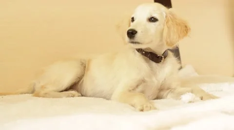 Funny dog lies on the bed Stock Footage 55321997