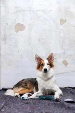 Funny dog lies on a painter fleece in front of a wall to be painted Stock Photos