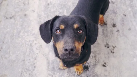 Funny dog looking at the camera Stock Footage 103473490