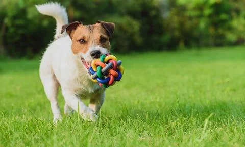 Funny dog looking at camera playing with toy ball on back yard lawn Stock Photos