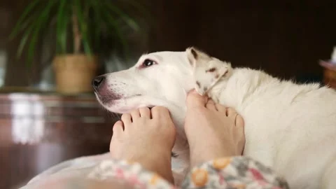 Funny dog loves it when his owner scratches his feet. They lie together and rela Stock Footage 282168521
