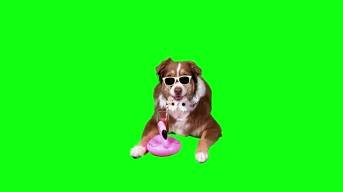 Funny Dog lying down drinking from cocktail glass with straw &amp; sunglasses Stock Footage 158876416