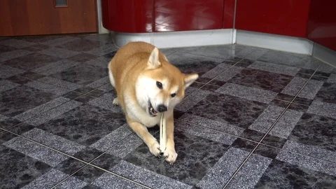 Funny dog lying on the floor and playing with toy bone, Shiba Inu Stock Footage 101353994
