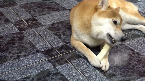 Funny dog lying on the floor and playing with toy bone, Shiba Inu Stock Footage 101354012