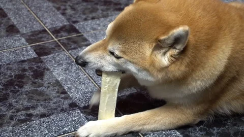 Funny dog lying on the floor and playing with toy bone, Shiba Inu, close-up 스톡 동영상 101354014