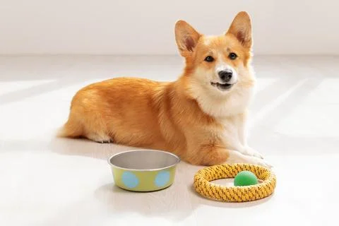 Funny dog lying next to empty bowl and pet toys on floor Stock Photos