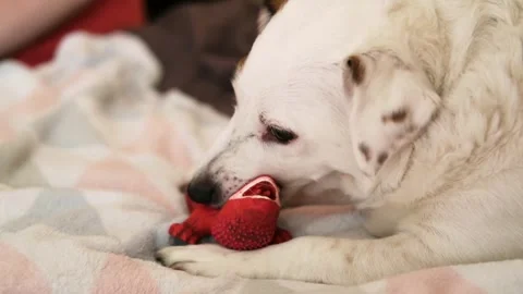 Funny dog lying on the sofa chewing on his toy.  Stock Footage 282168447