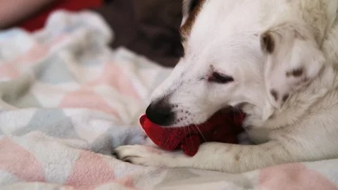 Funny dog lying on the sofa chewing on his toy.  Stock Footage 282168452