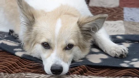 Funny dog moves nose Stock Footage 75839367