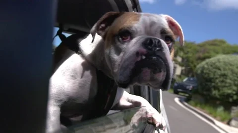 Funny dog out window Stock Footage 72002232