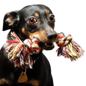 Funny dog Stock Photos