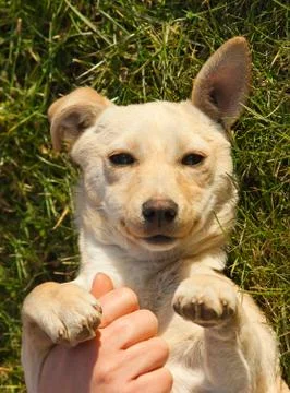 Funny dog Stock Photos