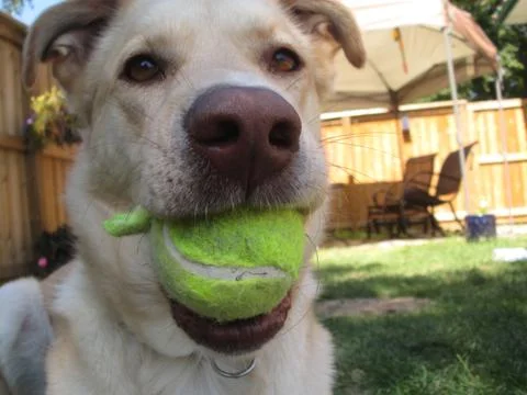 Funny Dog Stock Photos