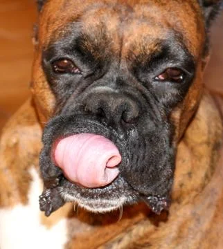 Funny dog Stock Photos