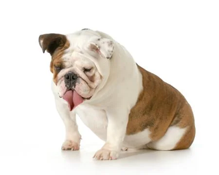 Funny dog Stock Photos