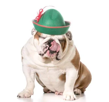 Funny dog Stock Photos