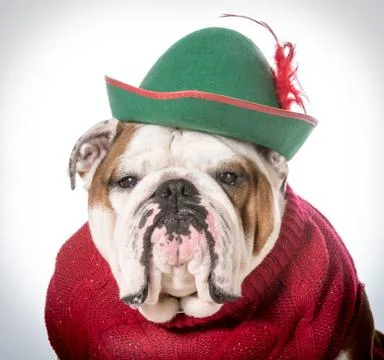Funny dog Stock Photos