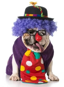 Funny dog Stock Photos