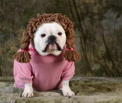 Funny dog Stock Photos