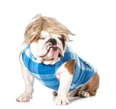 Funny dog Foto stock