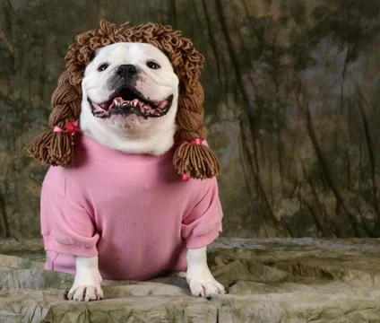 Funny dog Stock Photos