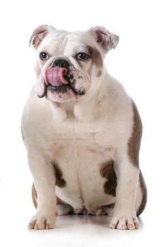 Funny dog Stock Photos