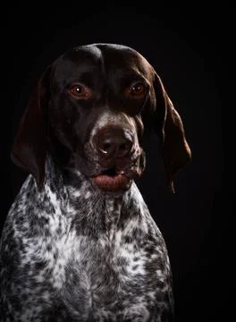 Funny dog Stock Photos