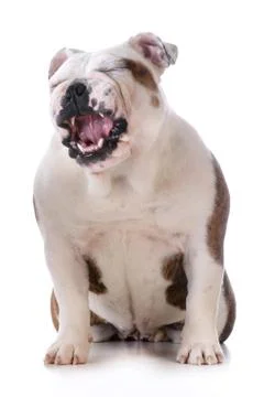Funny dog Foto stock