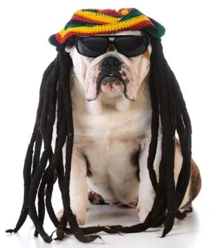 Funny dog Foto stock