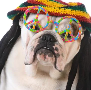 Funny dog Stock Photos