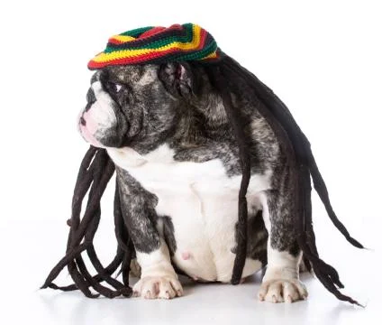 Funny dog Foto stock