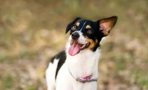 Funny Dog Stock Photos