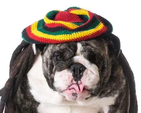 Funny dog Stock Photos