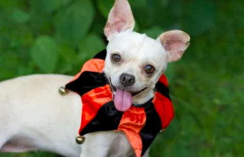 Funny Dog Stock Photos