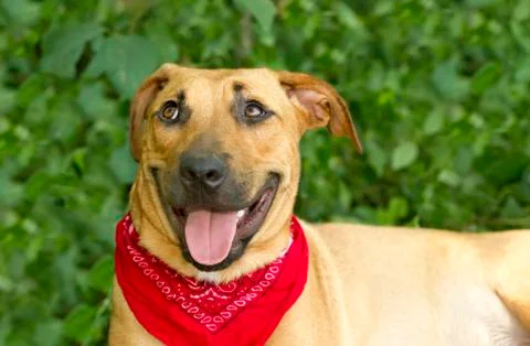 Funny Dog Stock Photos