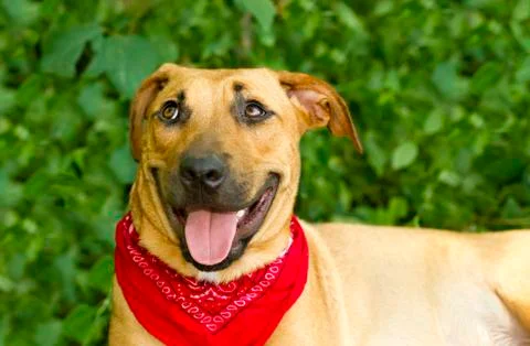 Funny Dog Stock Photos