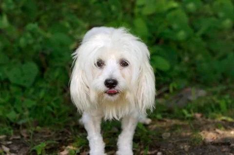 Funny Dog Stock Photos