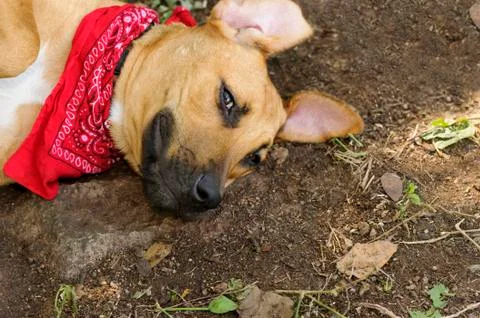 Funny Dog Stock Photos